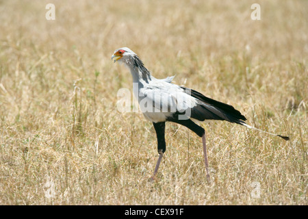 Secretary Bird, Sagittarius serpentarius, searching for food in long grass. Masai Mara, Kenya Stock Photo