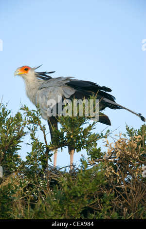 Secretary Bird, Sagittarius serpentarius, roosting in a tree. Masai Mara, Kenya Stock Photo