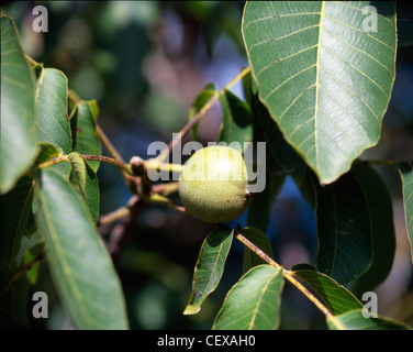 walnut tree, growing walnut in shell on branch, summer trees, green ...