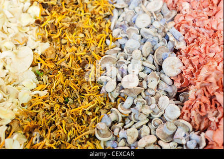 Brightly coloured wild mushrooms on display Stock Photo