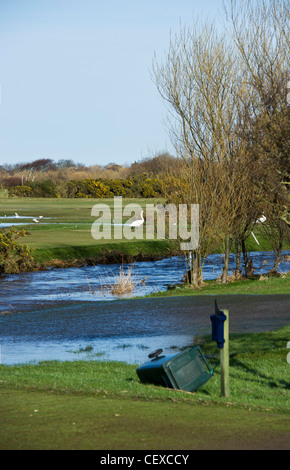 Swans on flooded golf course at Garmouth, Scotland in April 2010 with River Spey overflowing due to heavy snow melt. Stock Photo