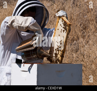 A hobbyist beekeeper in Stevensville, Montana begins to open the Langstroth frames to harvest honey in late fall. Stock Photo