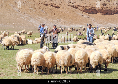 Nomadic Kurdish shepherds and their flock of Anatolian sheep grazing on ...