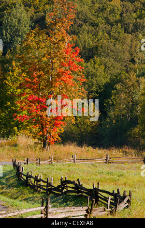 Fall colors Multicolor autumn Stock Photo - Alamy