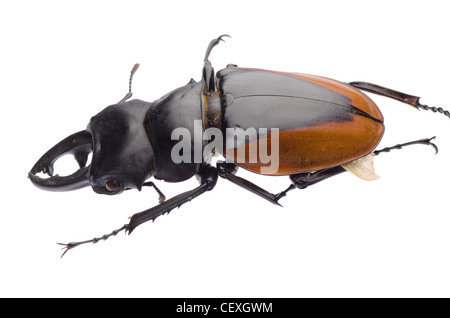 insect stag beetle isolated on white Stock Photo