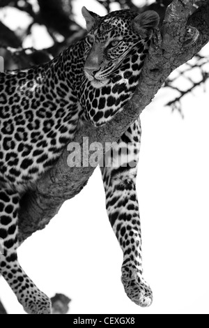 Leopard in Masai Mara National Park Stock Photo