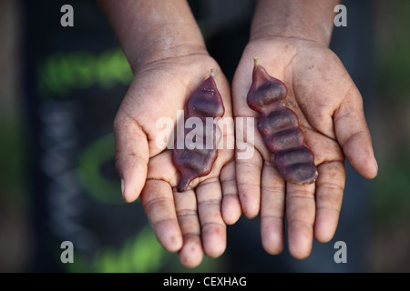 Young boy Indian holding Acacia concinna fruit pods Andhra Pradesh South India Stock Photo