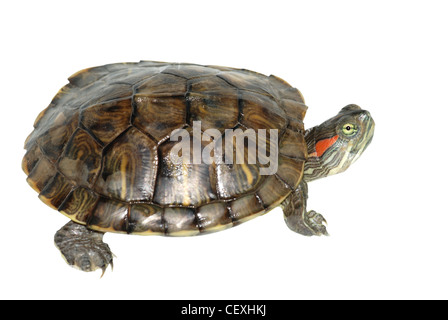 pet turtle red-eared slider(Trachemys scripta elegans) isolated on white background Stock Photo