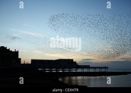 Flock of Starlings over Aberystwyth Pier, Ceredigion, West Wales, UK Stock Photo