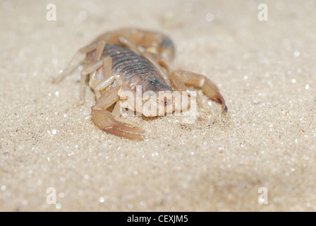 Close up of a scorpion on sand Stock Photo