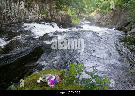 Flowers Lying Beside Afon Llugwy River in Full Spate Rushing Down Swallow Falls, Snowdonia, Betws y Coed, Wales, UK Stock Photo