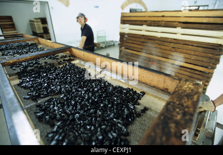 ITALY Calabria , Rossano , Amarelli factory produce liquorice confectionery from liquorice roots since 1871 Stock Photo