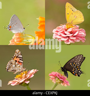 Collage of four butterflies with tiny Gray Hairstreak, Orange Sulphur, Painted Lady and a Black Swallowtail, on light and dark Stock Photo