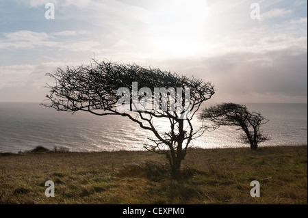 Trees shaped by the high winds mainly from the west  on top of South Downs against English Channel Stock Photo