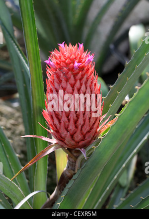 Pineapple, Ananas bracteatus, Bromeliaceae. Brazil and Paraguay, South America. Stock Photo