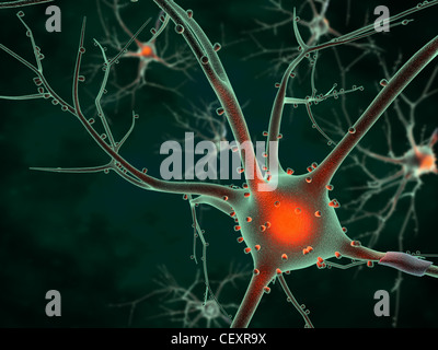 Cell body of a Neuron Stock Photo