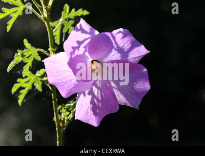 Blue Hibiscus, Alyogyne huegelii, Malvaceae. Australia, Mexico, USA. Aka Australian Hibiscus, Blue-Flowered Australian Hibiscus. Stock Photo