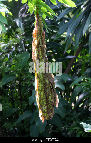 Seed Pods of the Rose of Venezuela Tree, Brownea grandiceps, Caesalpinioideae, Fabaceae. Aka Brownea, Rose of the Jungle. Stock Photo