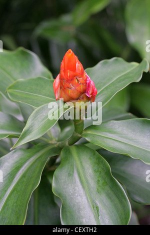 Costus scaber, Costaceae, Tropical North, South and Central America. Related to Ginger Family and Often Called Spiral Gingers. Stock Photo