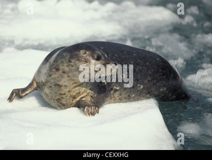 Harbor Seal (Phoca vitulina) hauls out on an iceberg from Le Conte Glacier, Southeast Alaska, The Tongass National Forest. Stock Photo