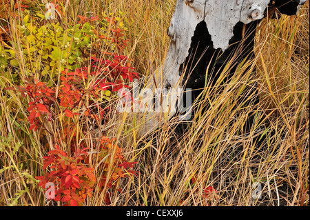 New vegetation in a fire ravenged wooded area. Stock Photo