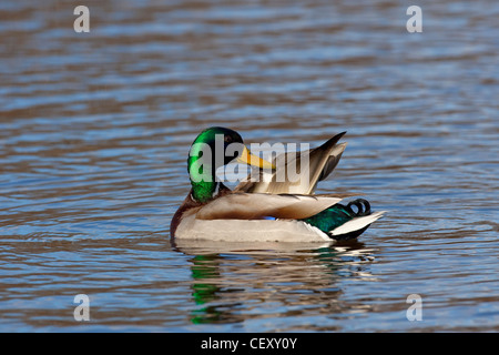 Mallard / Wild Duck (Anas platyrhynchos) drake preening feathers on lake Stock Photo