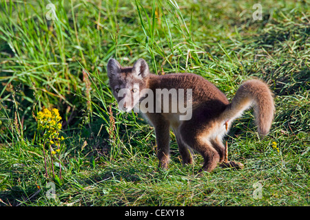 Arctic fox (Vulpes lagopus / Alopex lagopus) cub defecating on the tundra in summer, Lapland, Sweden Stock Photo