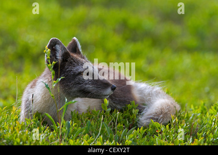 Arctic fox (Vulpes lagopus / Alopex lagopus) resting on the tundra in summer, Lapland, Sweden Stock Photo