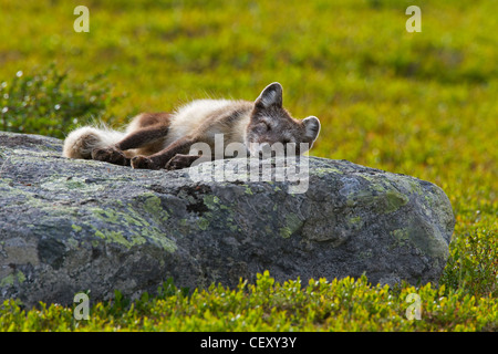 Arctic fox (Vulpes lagopus / Alopex lagopus) sleeping on rock on the tundra in summer, Lapland, Sweden Stock Photo
