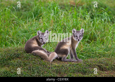 Arctic fox (Vulpes lagopus / Alopex lagopus) cubs at den on the tundra in summer, Lapland, Sweden Stock Photo