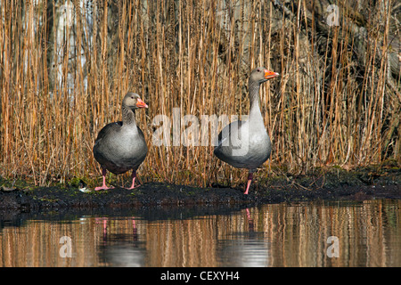 Greylag geese / graylag goose (Anser anser) resting on shore of lake, Germany Stock Photo