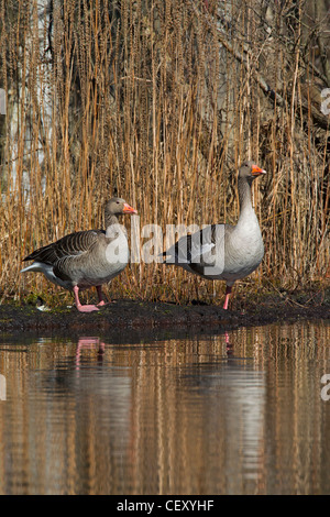 Greylag geese / graylag goose (Anser anser) resting on bank of lake, Germany