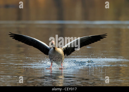 Greylag goose / graylag goose (Anser anser) landing on lake, Germany
