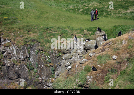 Visitors next to puffins on Lunga, one of the Trshnish Isles in the Inner Hebrides of Scotland Stock Photo