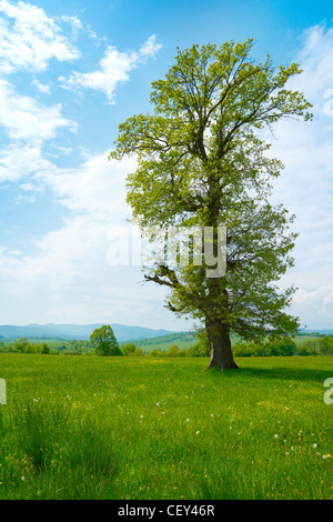 Big old tree and green grass near by the river Stock Photo - Alamy
