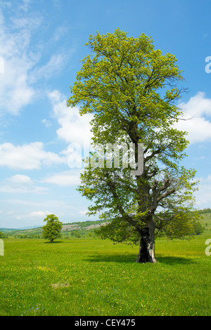 Spring meadow with big tree with fresh green leaves Stock Photo - Alamy