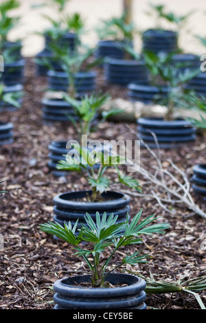 Oil palms Growing in plastic containers Stock Photo
