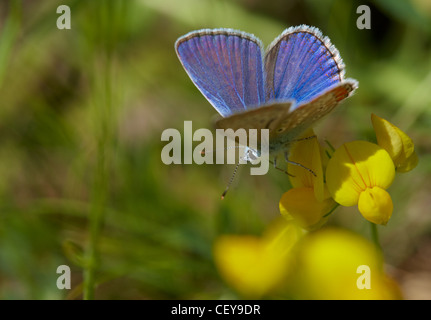 Close-up of a blue butterfly on a yellow flower Stock Photo