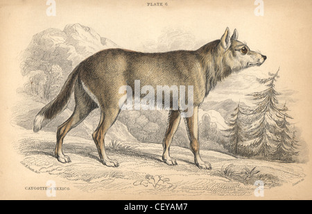 Mexican coyote, Canis latrans cagottis. Stock Photo