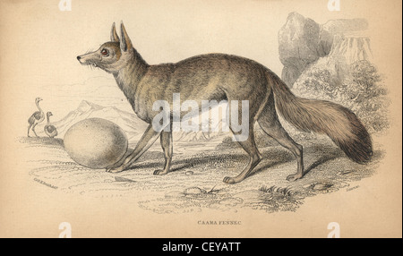 Cape fox, Vulpes chama (Cama fox, Vulpes caama). With ostrich egg ...