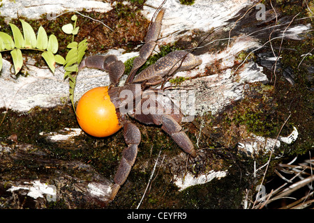Hermit crab Coenobita, is using an orange table tennis ball as a protective shell instead of the usual mollusk shell Stock Photo