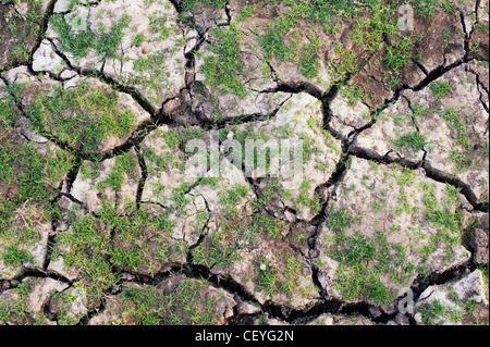 Grass regenerating on a dry cracking clay soil lake bed in the indian countryside Stock Photo