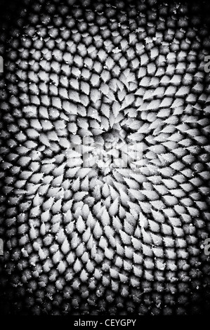 Sunflower middle pattern Stock Photo - Alamy