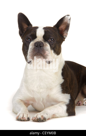 dog boston terrier isolated on white background Stock Photo