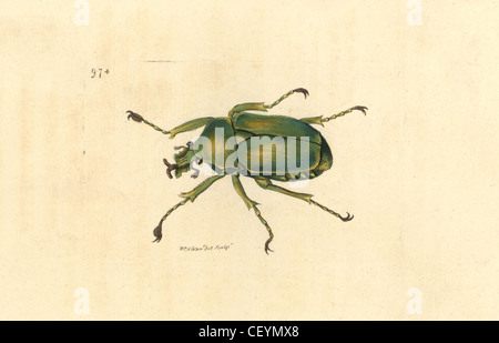 Flower chafer (scarab beetle), Dicronorrhina micans. Stock Photo