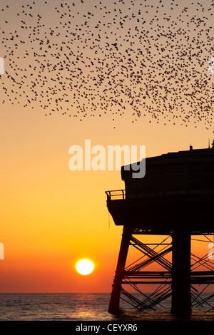 Starlings flocking at Sunset over North Pier Stock Photo