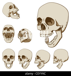 Set of seven drawings of human skull Stock Photo