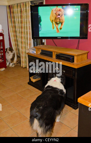 Daphne, a black tri Australian Shepherd, watching the Westminster Dog Show Stock Photo