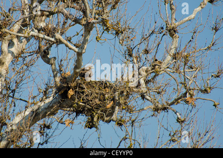 Red tailed hawk (Buteo jamaicensis) sitting in the nest, February 2012, central California, Sierra Nevada foothills Stock Photo