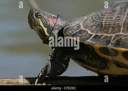 Red eared slider turtle Ohio pond Stock Photo - Alamy